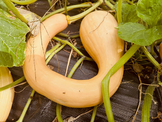 Trombocino Rampicante Squash - Greta's Family Gardens