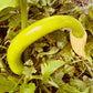 Trombocino Rampicante Squash - Greta's Family Gardens