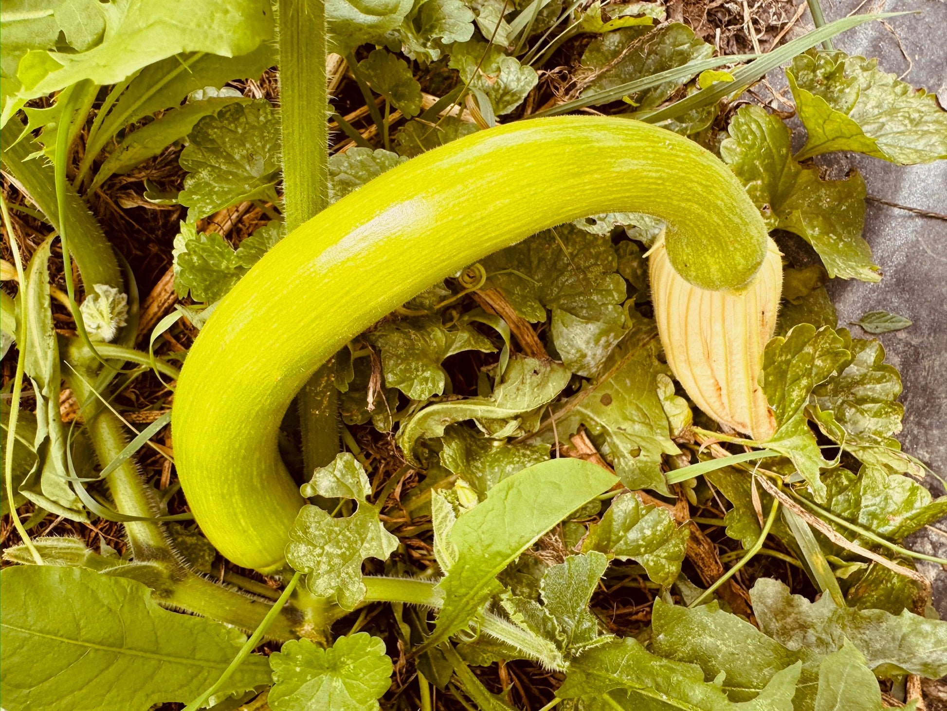 Trombocino Rampicante Squash - Greta's Family Gardens