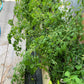 Tumbling Tom Pink Tomato - Greta's Family Gardens