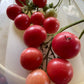 Tumbling Tom Pink Tomato - Greta's Family Gardens