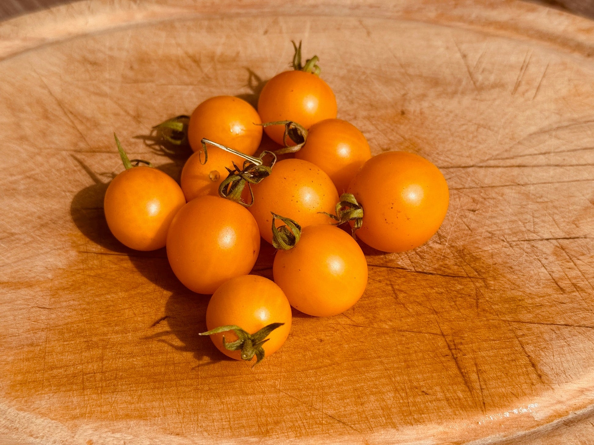 Tumbling Tom Yellow Tomato - Organic - Greta's Family Gardens