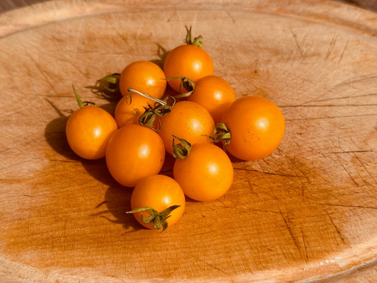 Tumbling Tom Yellow Tomato - Organic - Greta's Family Gardens