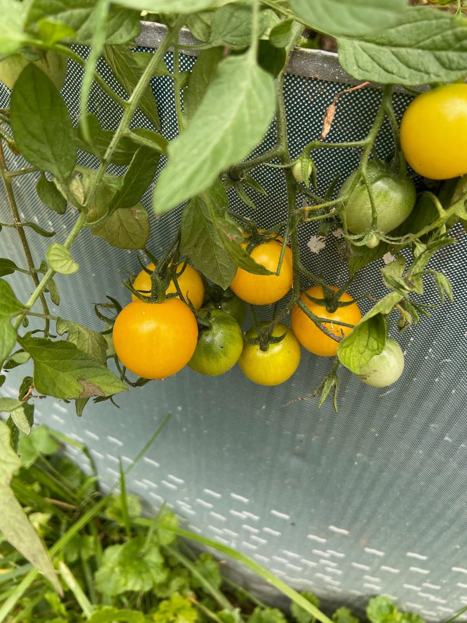 Tumbling Tom Yellow Tomato - Organic - Greta's Family Gardens