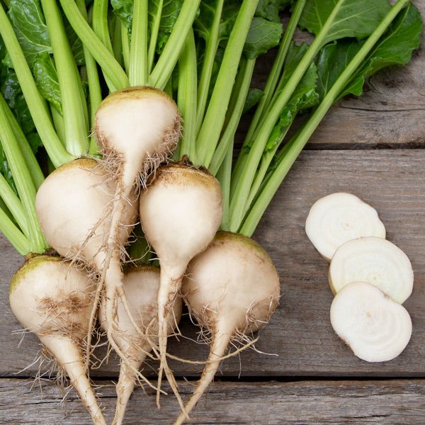Vereduna Alba Beet - Organic - Greta's Family Gardens