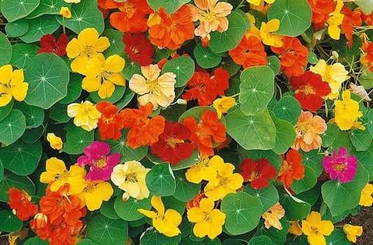 Whirlybird Nasturtium Seeds - Greta's Family Gardens