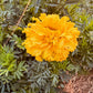 Yellow Marigold - Greta's Family Gardens