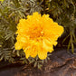 Yellow Marigold - Greta's Family Gardens
