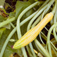 Zephyr Yellow Summer Squash - Greta's Family Gardens