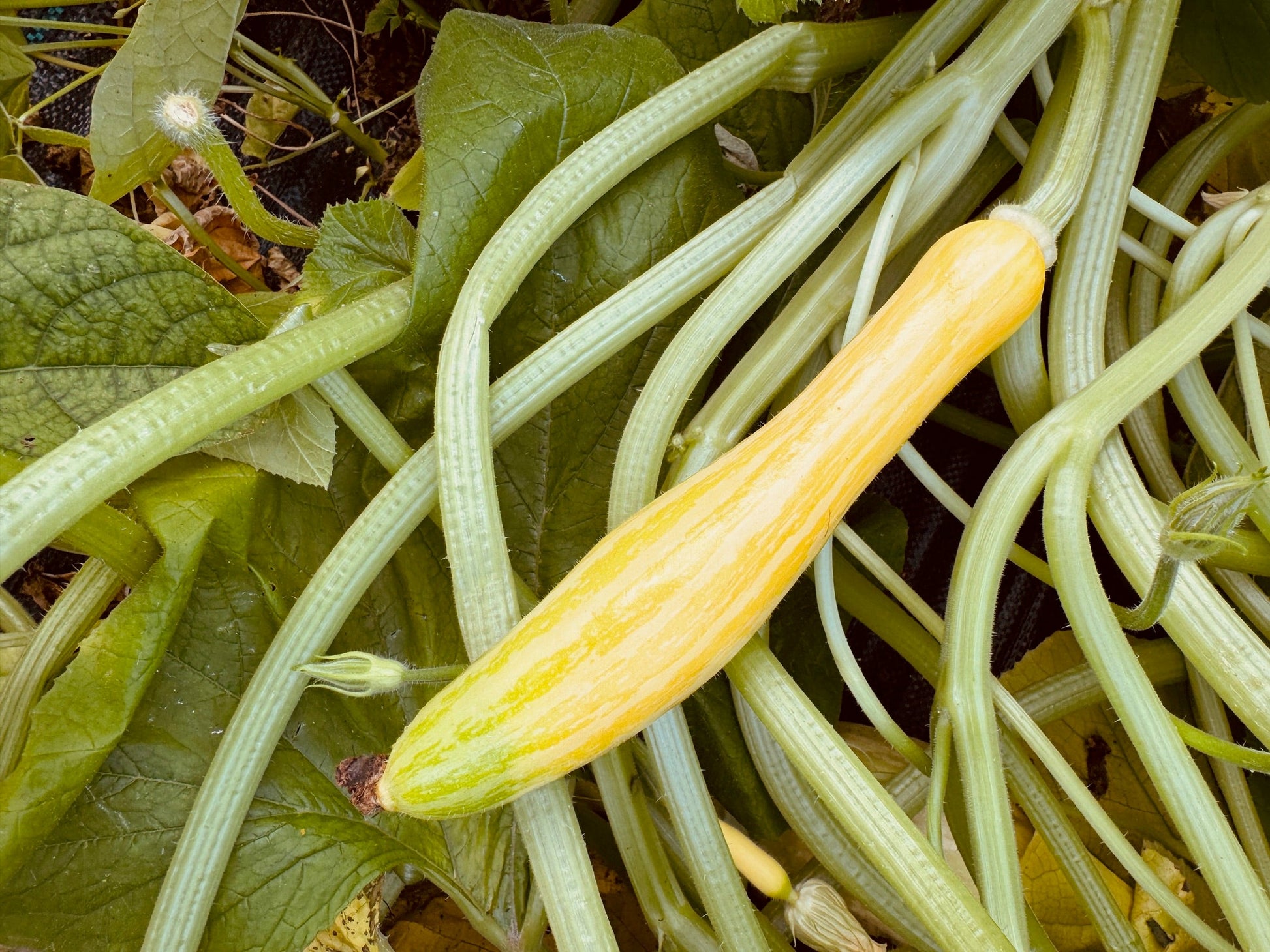 Zephyr Yellow Summer Squash - Greta's Family Gardens