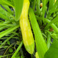 Zephyr Yellow Summer Squash - Greta's Family Gardens