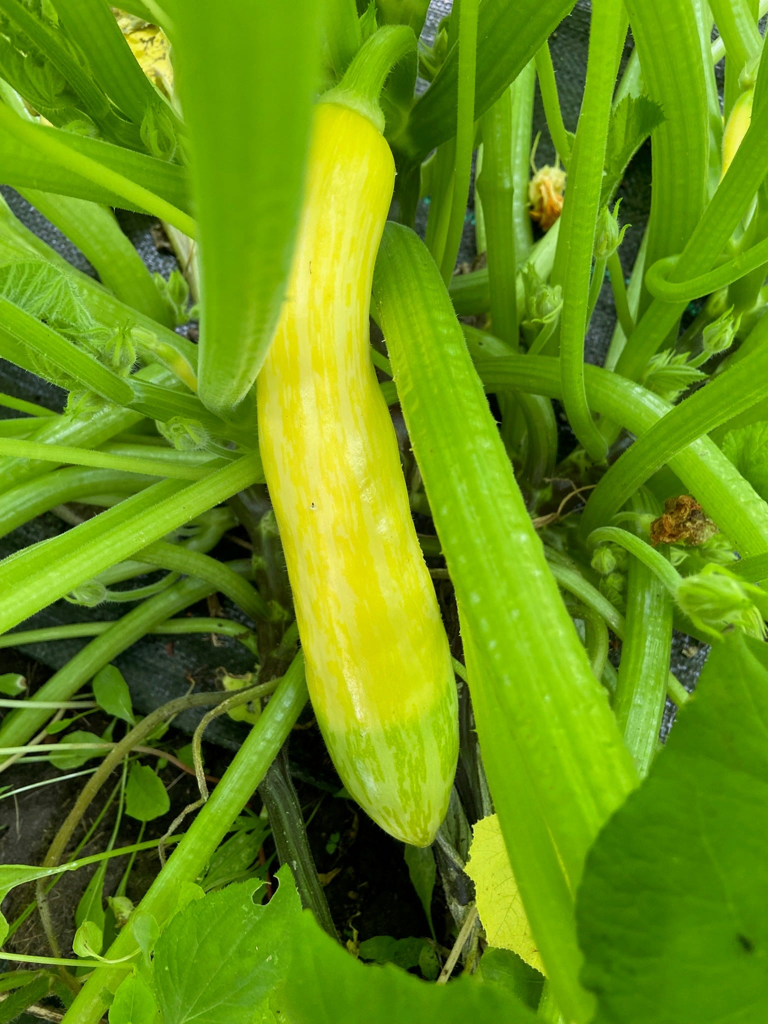 Zephyr Yellow Summer Squash - Greta's Family Gardens
