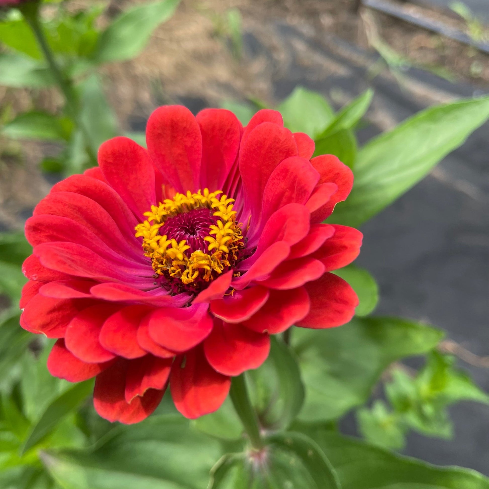 big flower seeds Zinnia Big Flowers Mix