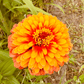Zinnia Salsiando - Greta's Family Gardens