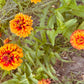 Zinnia Salsiando - Greta's Family Gardens