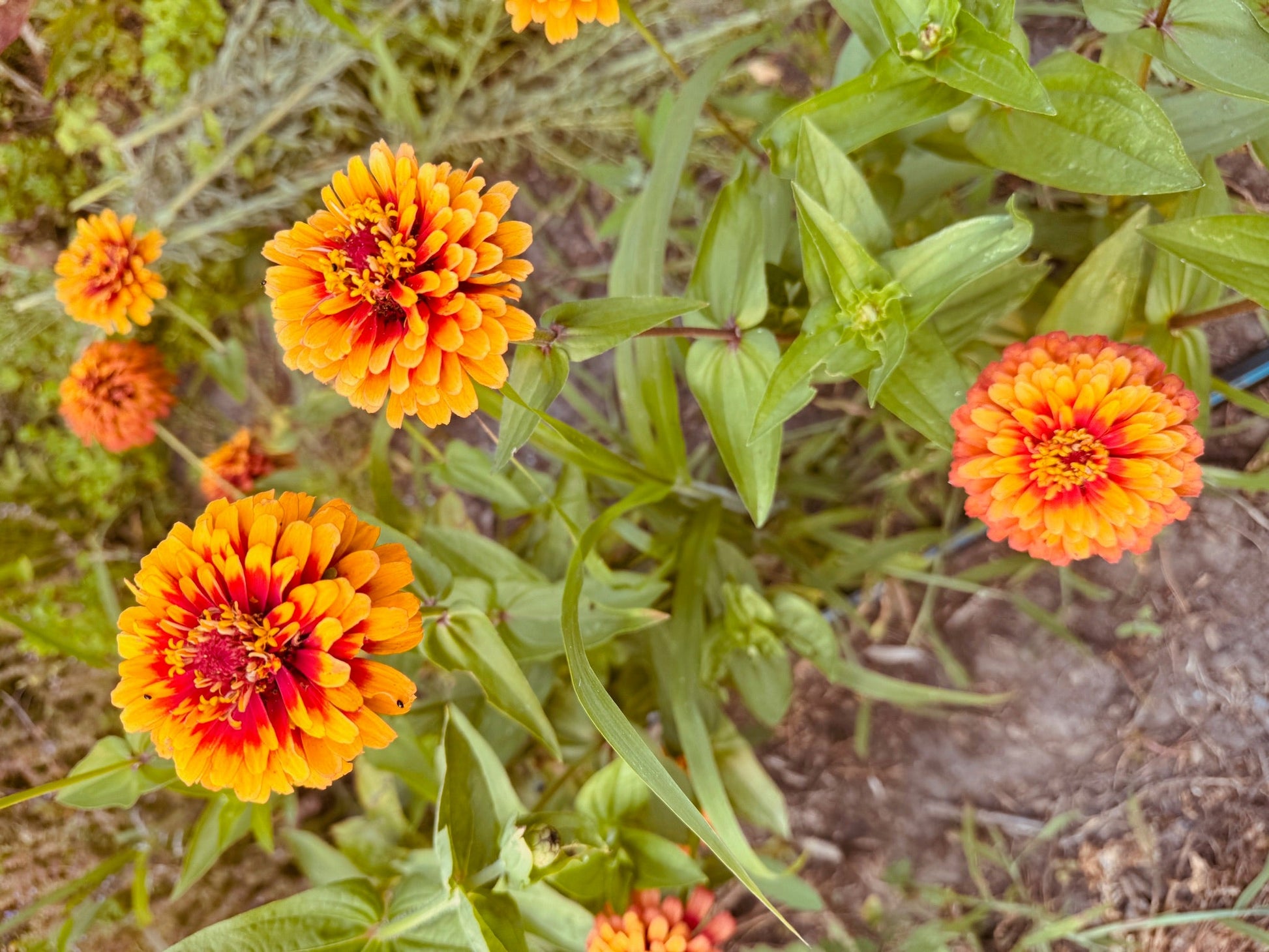 Zinnia Salsiando - Greta's Family Gardens