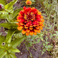 Zinnia Salsiando - Greta's Family Gardens