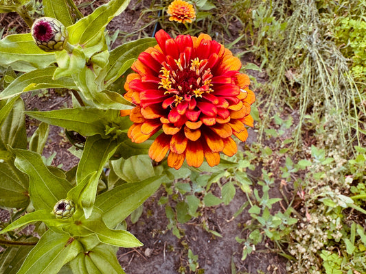 Zinnia Salsiando - Greta's Family Gardens
