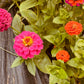 Zinnia Thumbelina - Greta's Family Gardens