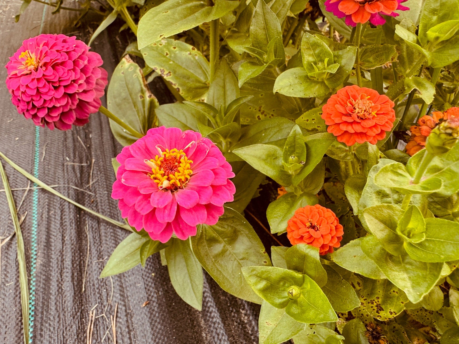 Zinnia Thumbelina - Greta's Family Gardens