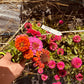 Zinnia Thumbelina - Greta's Family Gardens