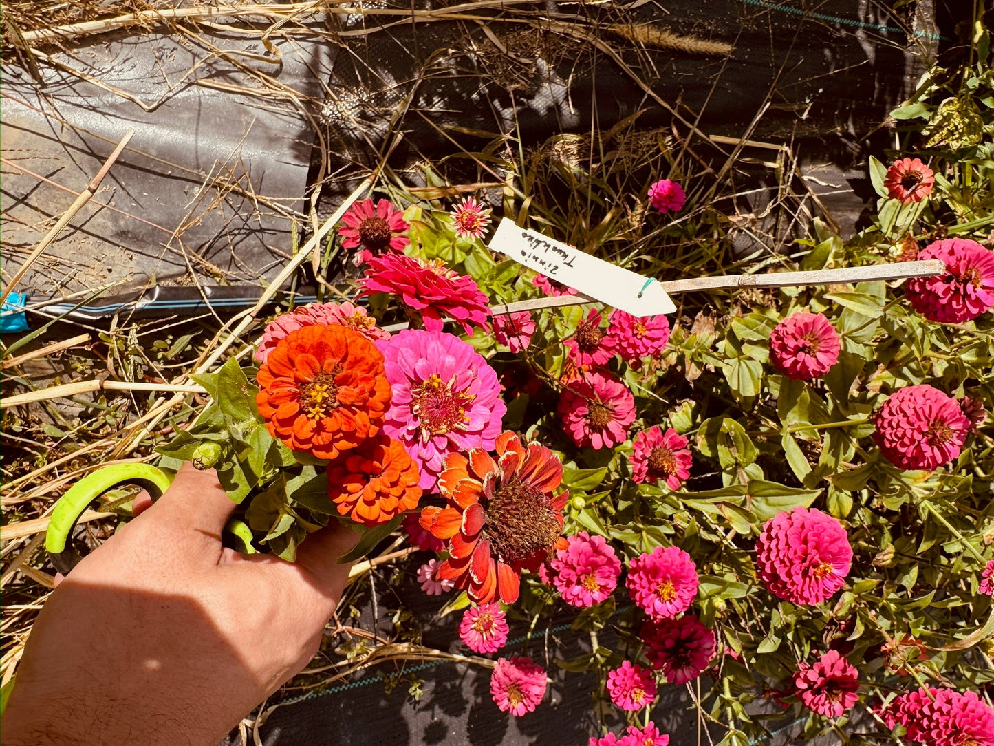 Zinnia Thumbelina - Greta's Family Gardens