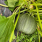 Zucchini Ronde de Nice - Tondo Nizza - Greta's Family Gardens
