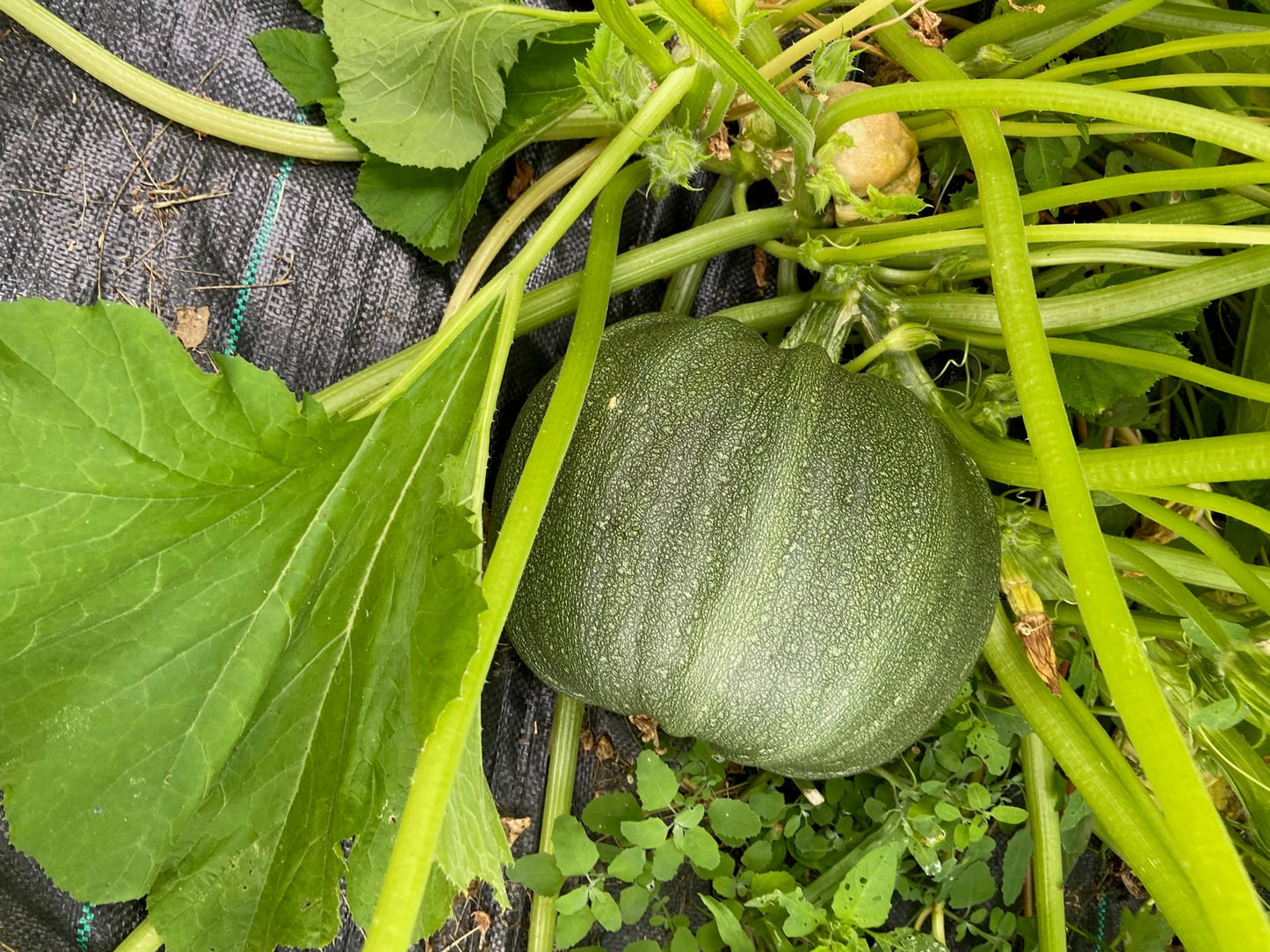 Zucchini Ronde de Nice - Tondo Nizza - Greta's Family Gardens