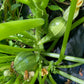 Zucchini Ronde de Nice - Tondo Nizza - Greta's Family Gardens