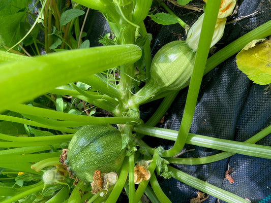 Zucchini Ronde de Nice - Tondo Nizza - Greta's Family Gardens