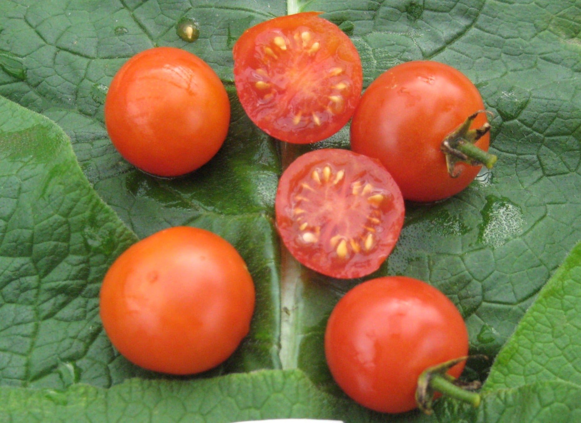 Rideau Sweet Cherry Tomato