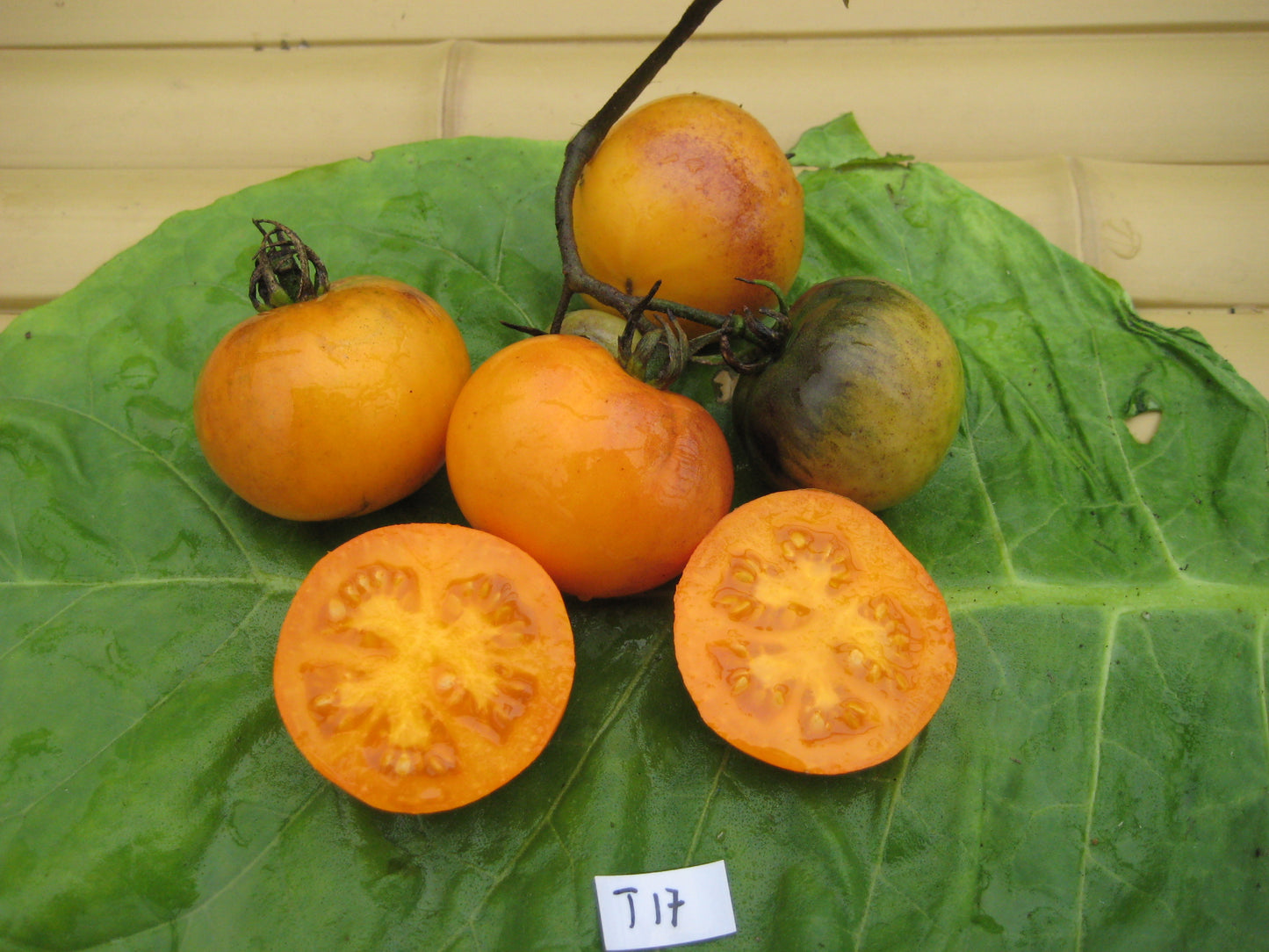 Orange Flesh, Purple Smudge Tomato