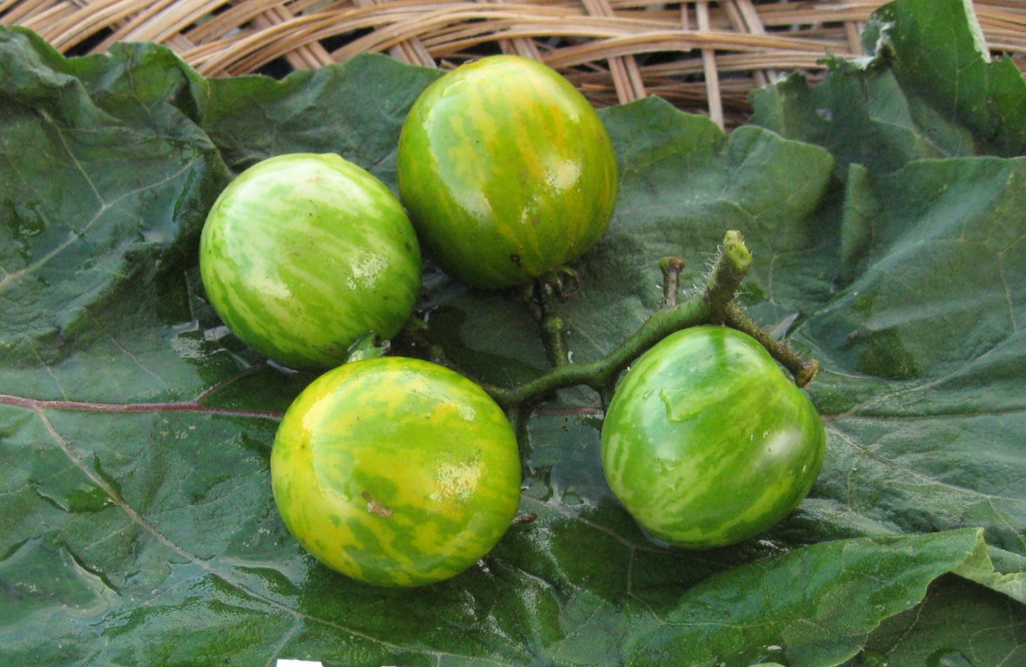 Orange-Green Zebra Tomato