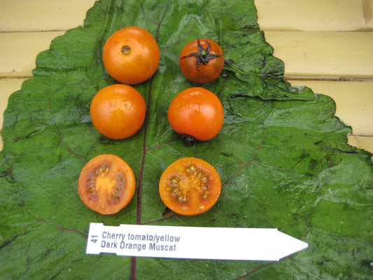 Dark Orange Muscat Tomato