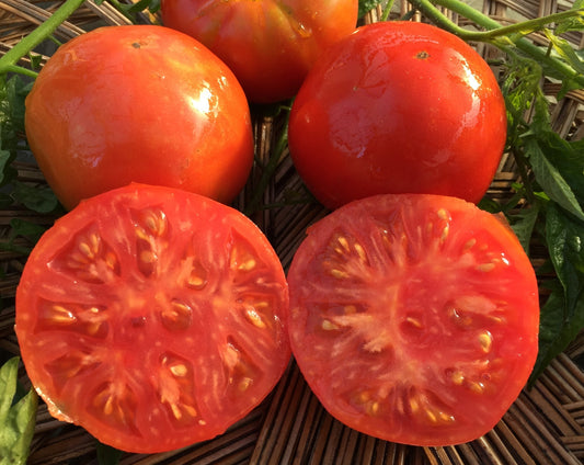 Alacrity Tomato
