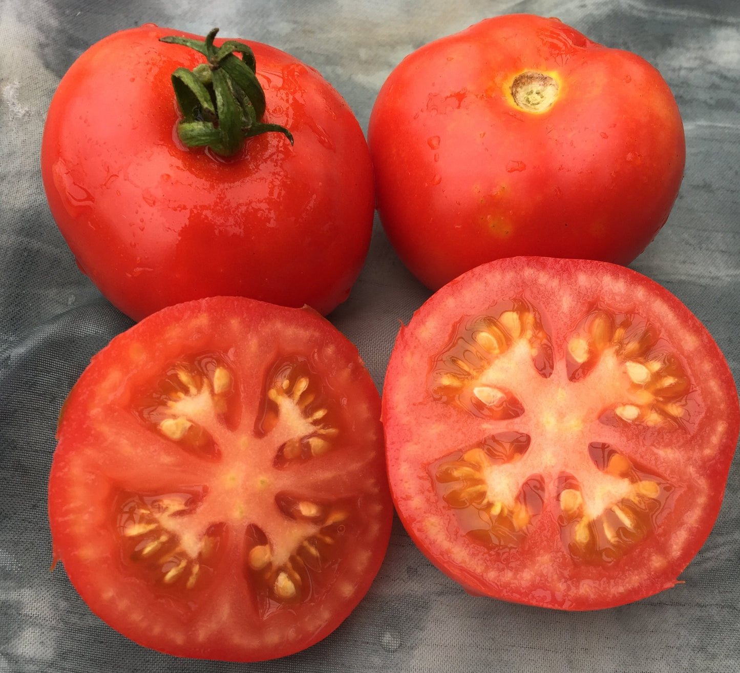 Bibor Tomato
