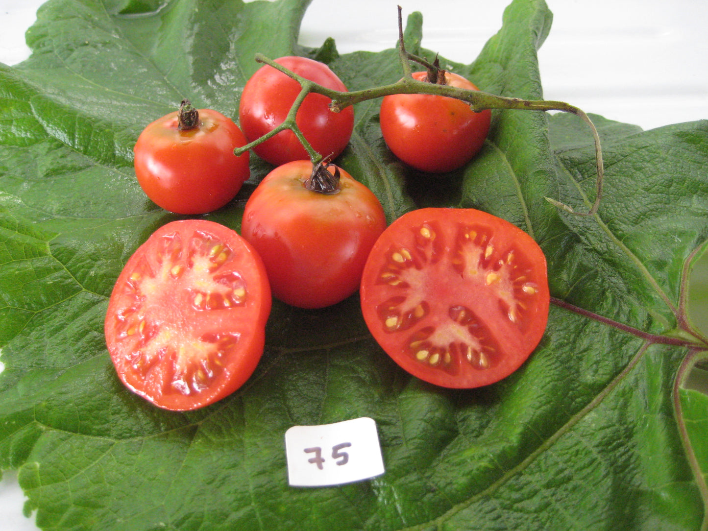 Latah Tomato