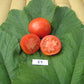 Sub Arctic Tomato