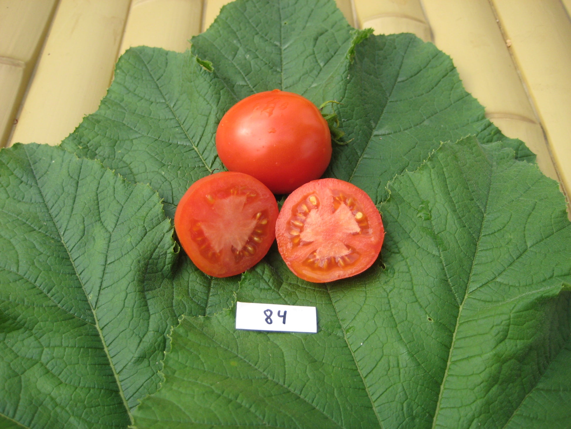 Sub Arctic Tomato