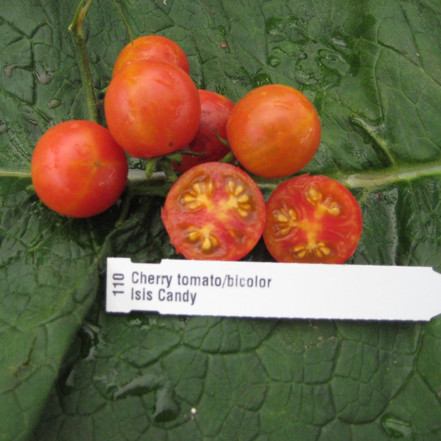 Isis Candy Cherry Tomato