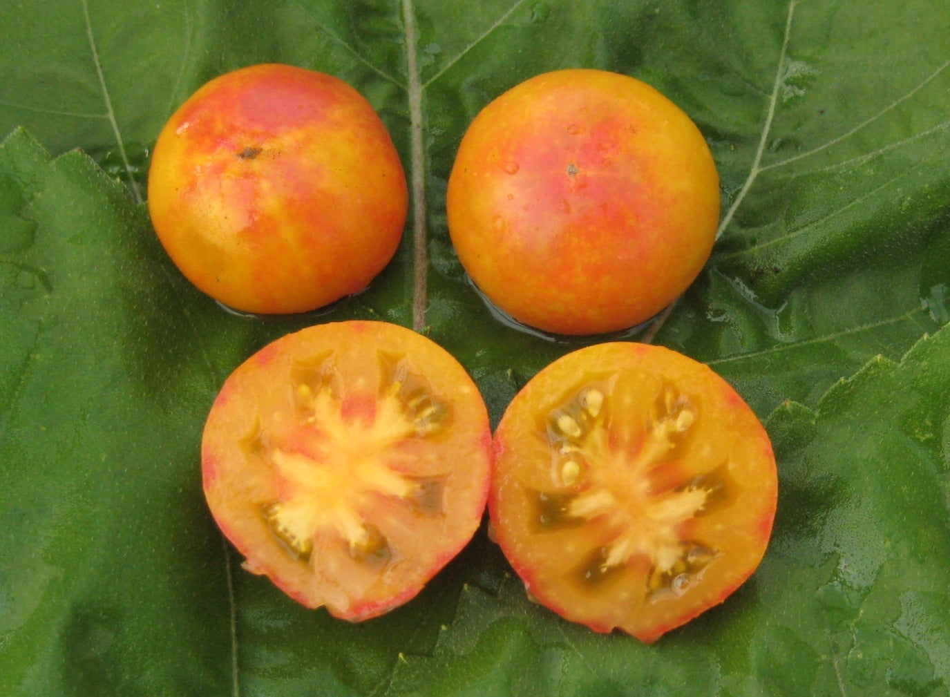 Sara Goldstar Tomato