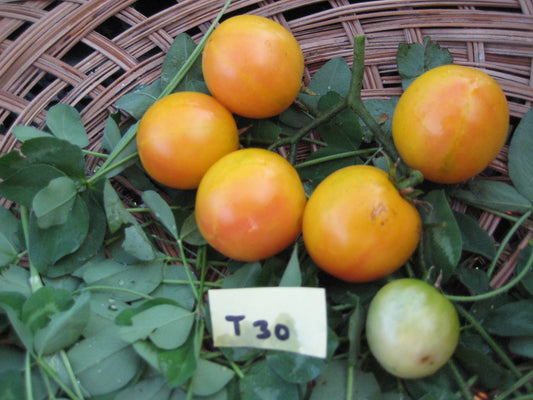 Gajo de Melon Tomato