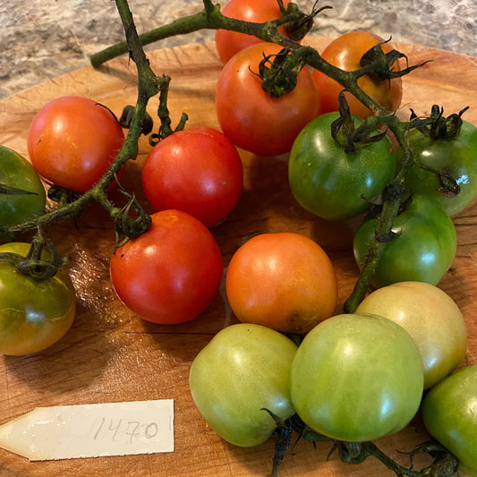 Chadwick Tomato