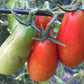 San Marzano nano Tomato