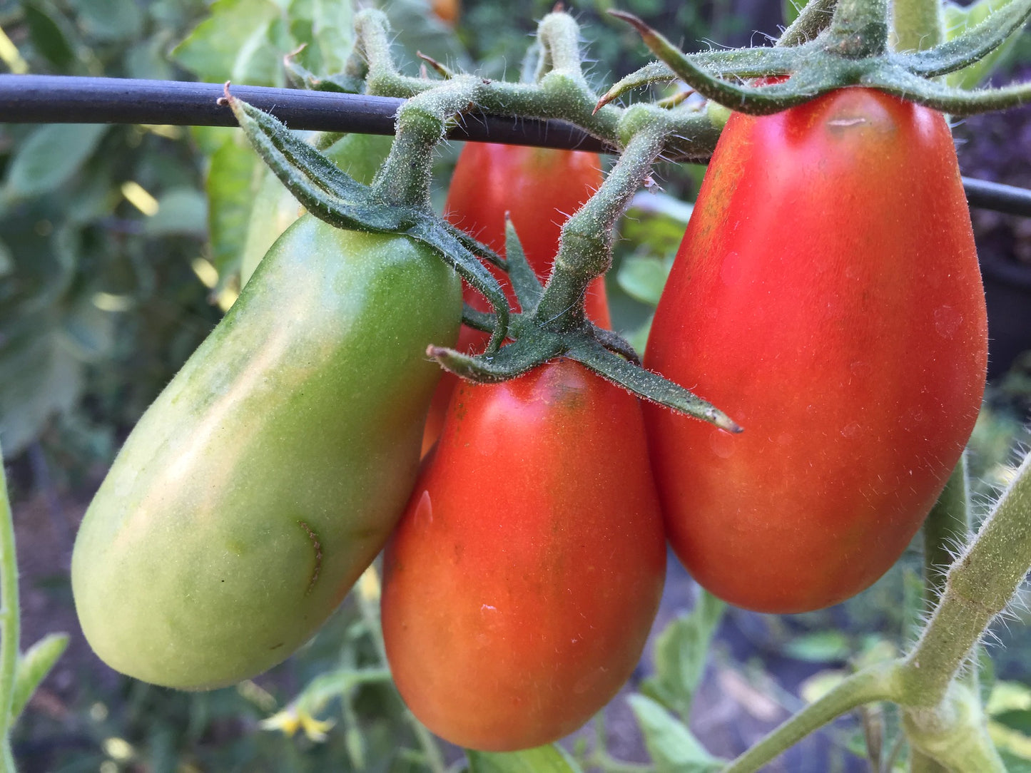 San Marzano nano Tomato