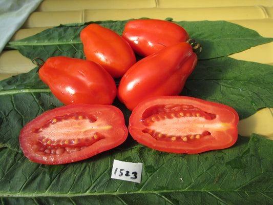 Scatalone Tomato