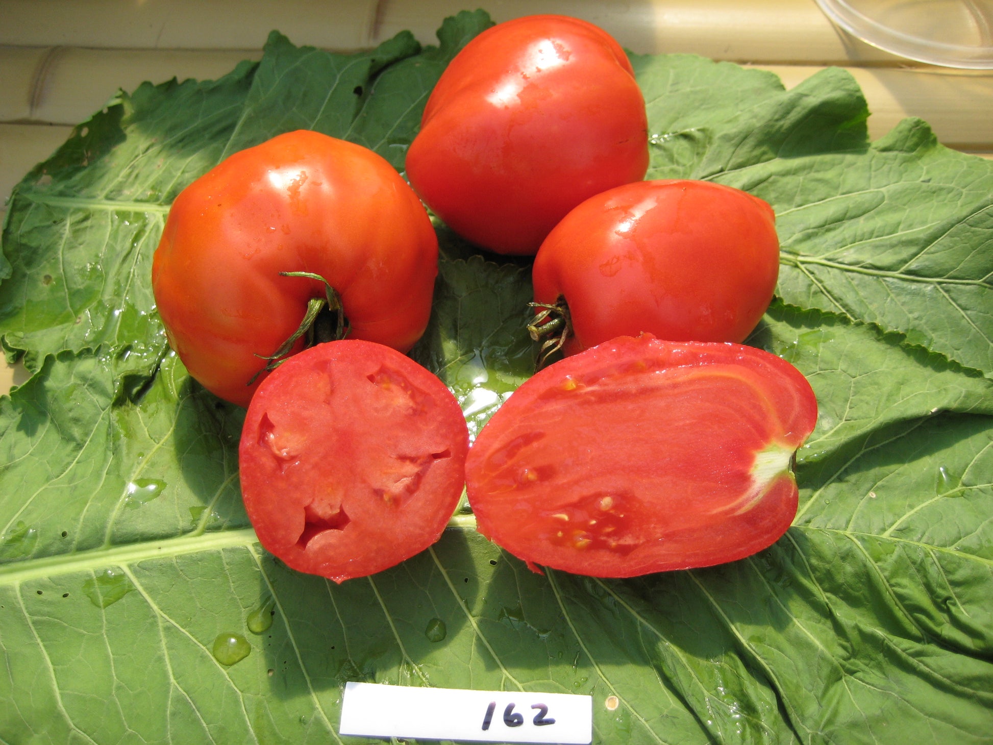 Kenosha Tomato
