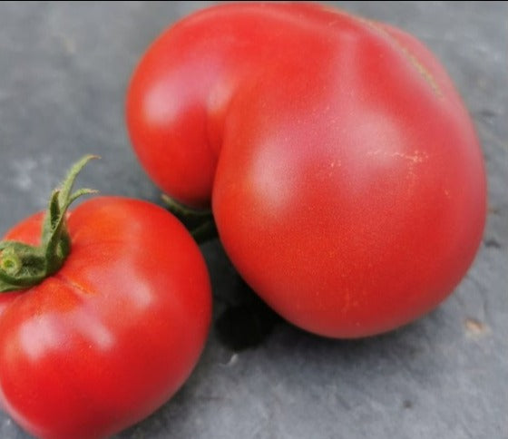 Bellstar Tomato