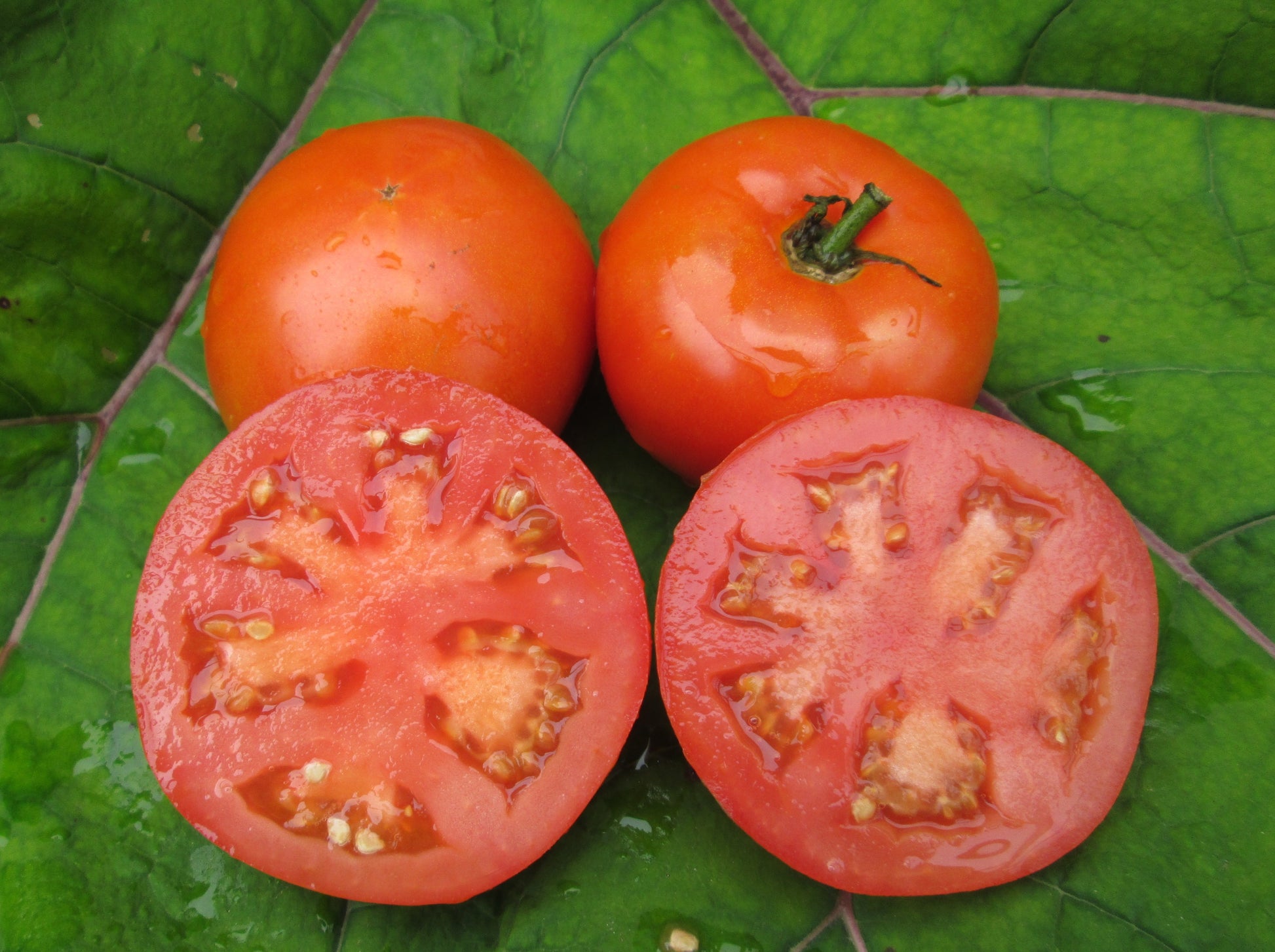 Heinz 1350 VF Tomato