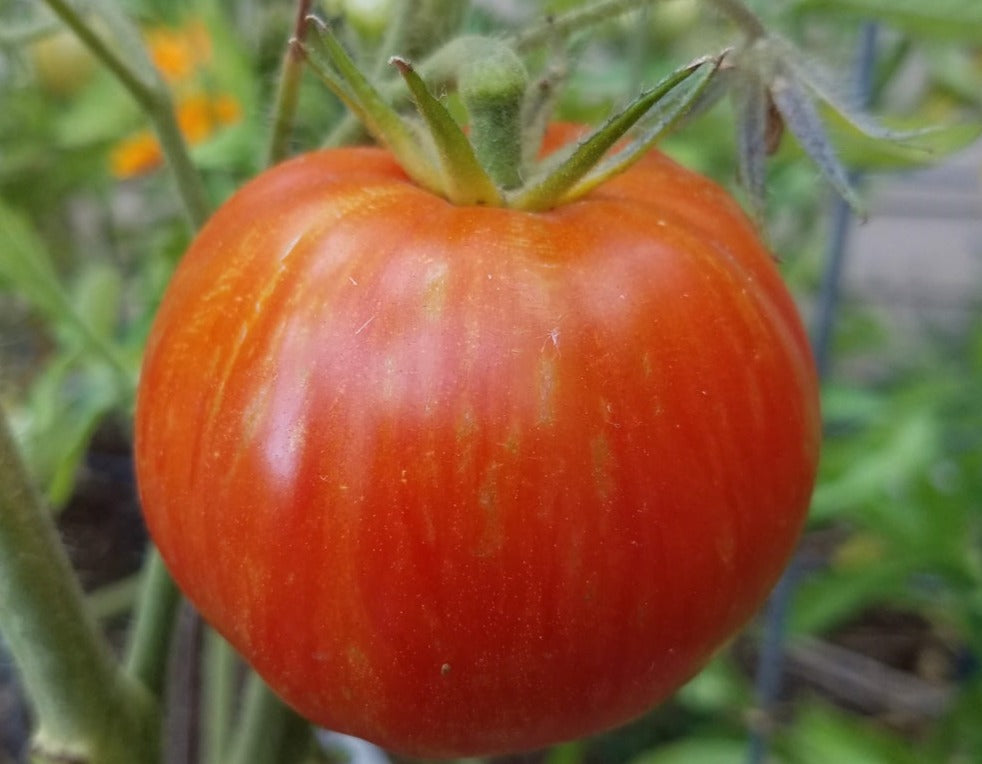 Solar Flare Tomato